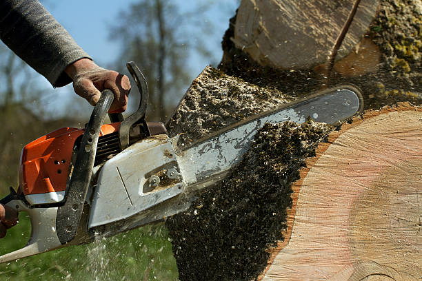 Best Tree Branch Trimming  in Shady Side, MD